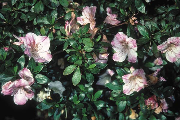 R. 'Yugetsu #2', a Satsuki azalea