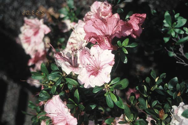 R. 'Shukufuku'