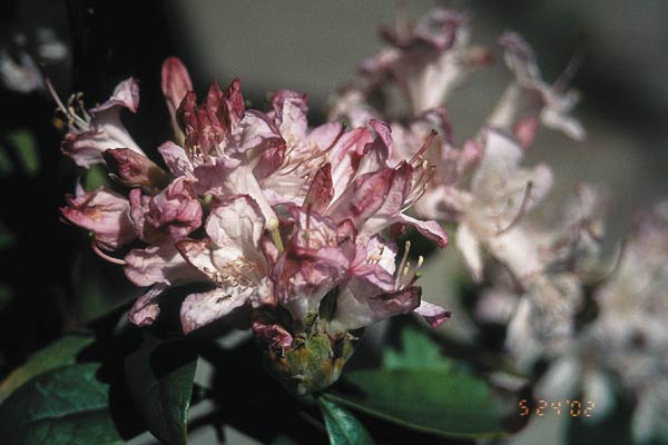 R. 'Nuccio's Fragrant Lavender'