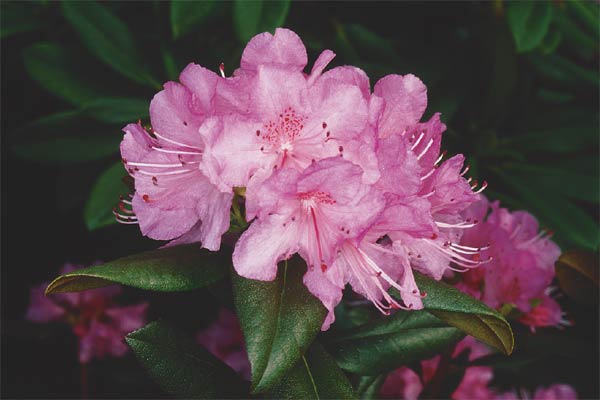 R. 'Olga Mezitt'