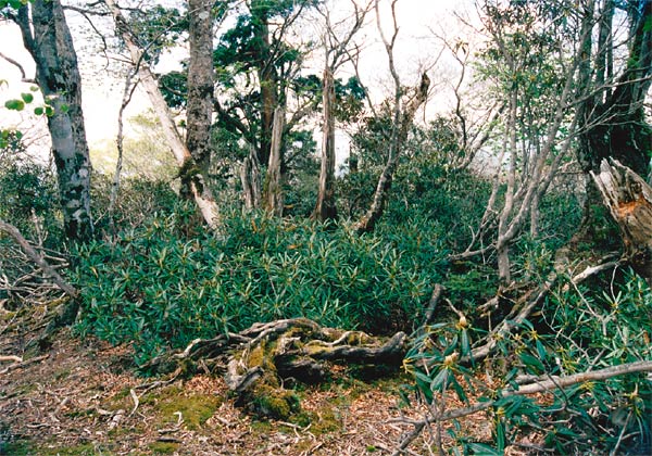 Yamato Shakunage on Mt. Shakagadake,
Japan