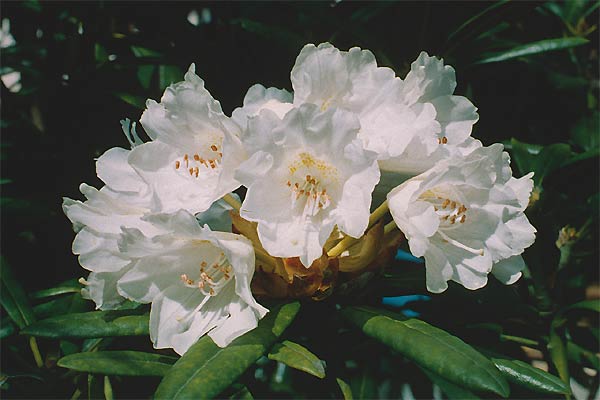 Yamato Shakunage, white form