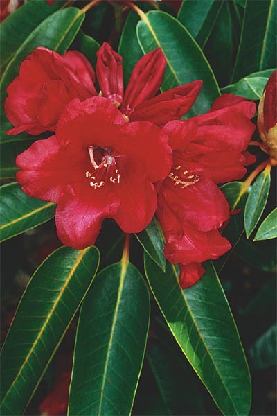 R. 'Red Loderi'