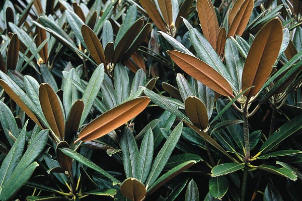 Rhododendron degronianum ssp.
heptamerum