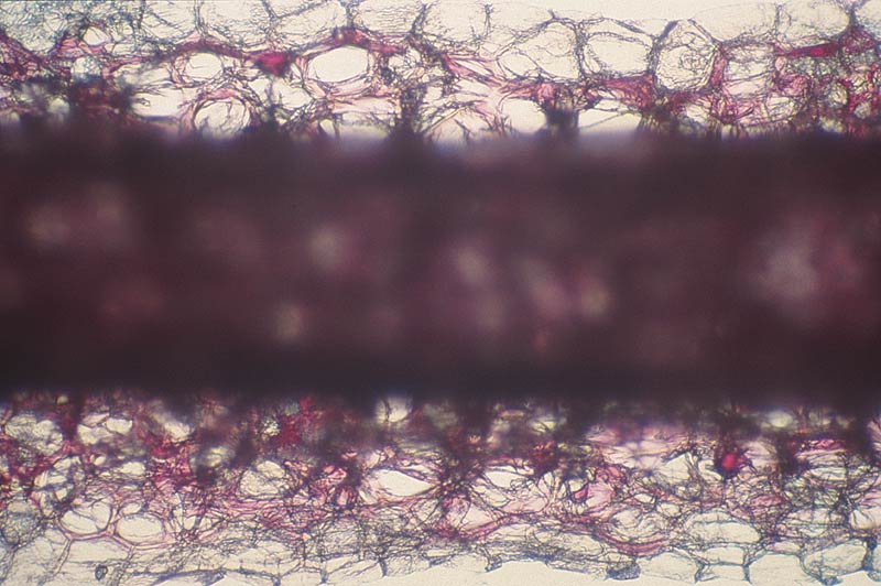 Fig. 4. Cross section of a 'Creole Belle'
rhododendron petal