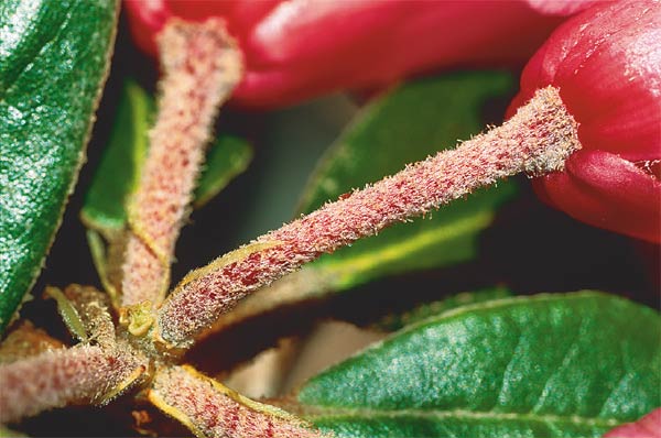 Rhododendron 'Fabur'