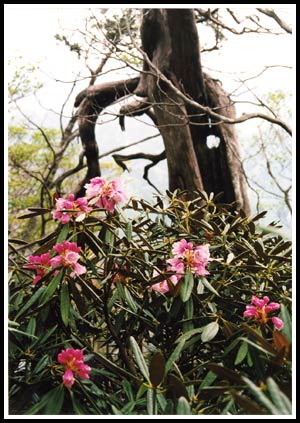 Yamato Shakunage on Mt. Shakagadaka