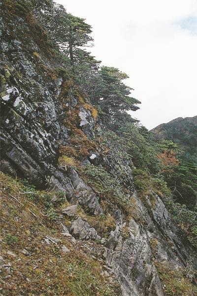 R. impeditum in its native habitat at 11,800 ft. on
the Cang Shan, W Yunnan, China.
