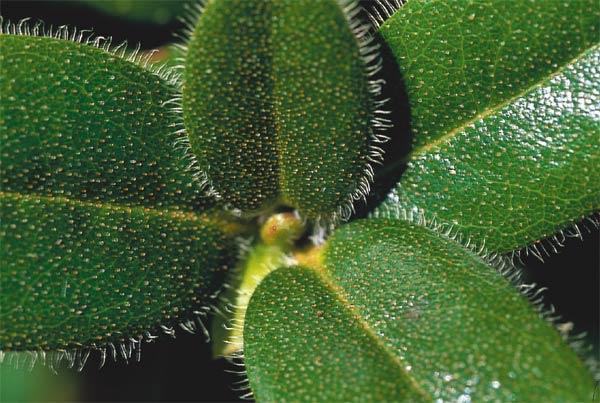 Rhododendron 'Cilpinense'