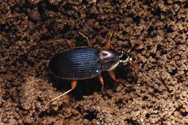 Chlaenius tricolor