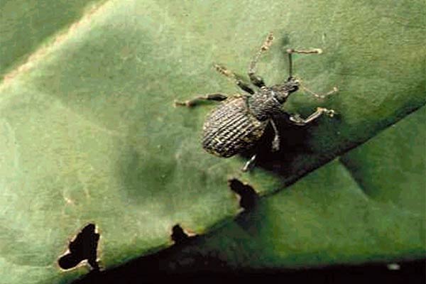 Black Vine Weevil