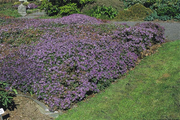 R. fastigiatum SBEC# at Glendoick, Scotland