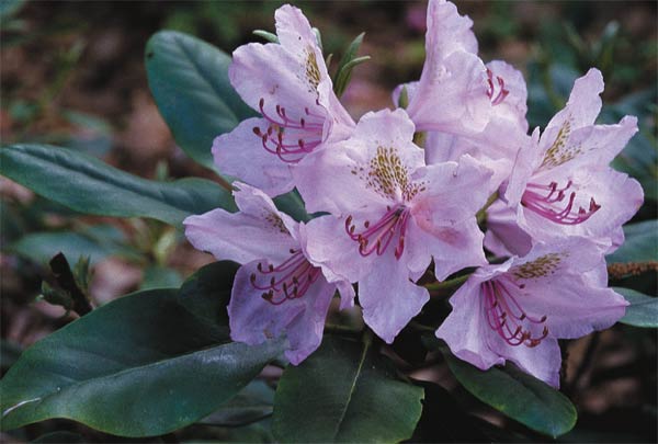 R. 'Cocheco Pink Elf'