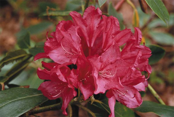 R. 'Cocheco Prince Royal'