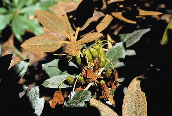 R. pachysanthum seed pods