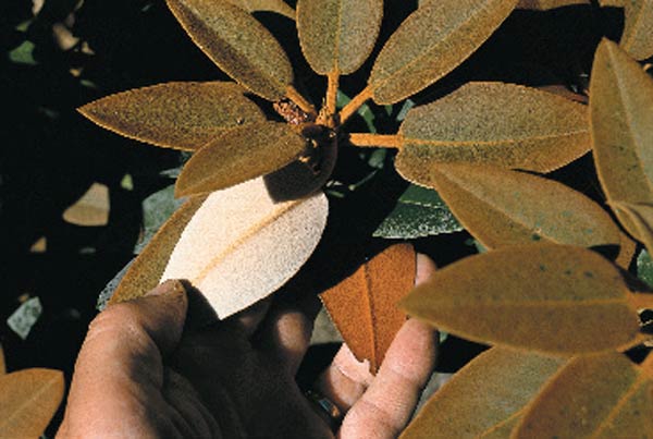 R. pachysanthum, underside
of new and old leaves.