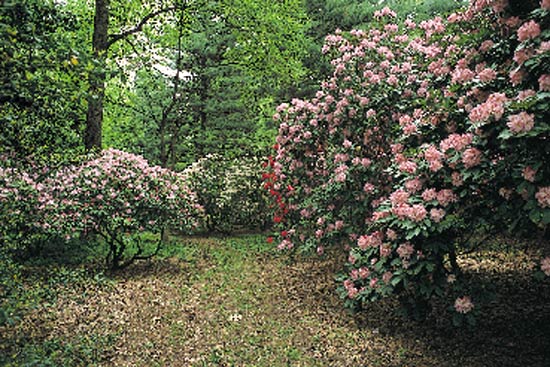 Tyler Arboretum