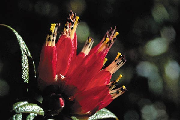 Rhododendron spinuliferum