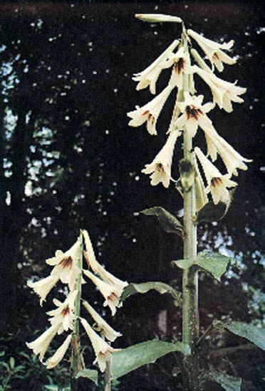 Cardiocrinum giganteum