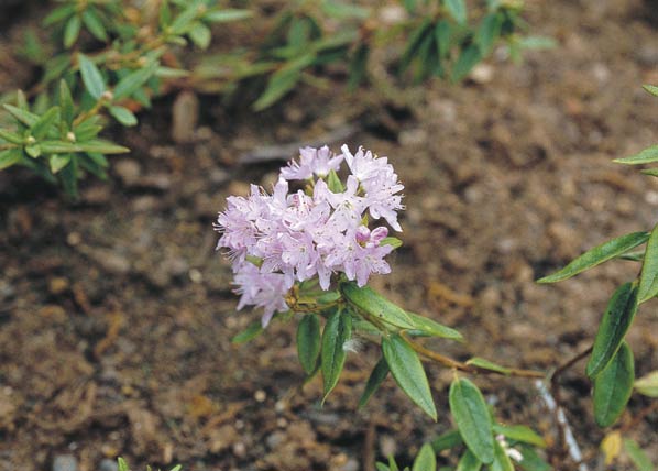 L. palustre ssp.
diversipilosum x R. russatum. A cutting