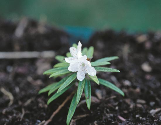 L. palustre ssp.
decumbens x R. hippophaeoides