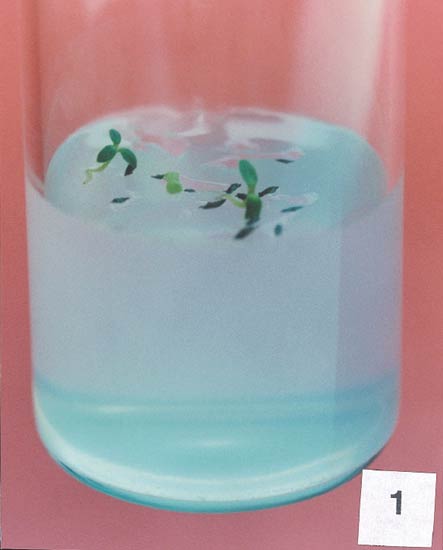 In vitro germination of seeds on hormone
free MS medium