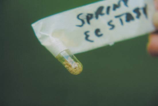 Gelatin capsule with
the collected pollen