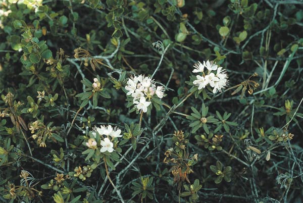 hybrid x Ledodendron
vanhoeffeni