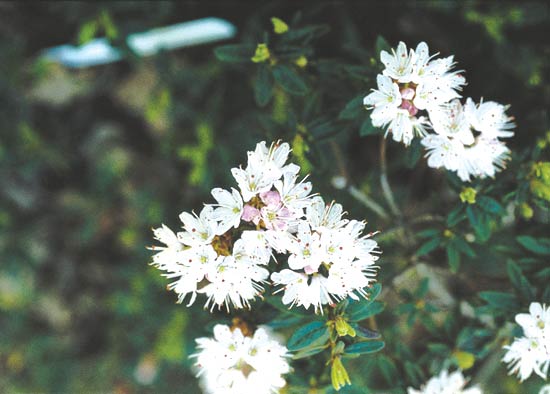 Ledum palustre ssp. decumbens<br>
x Rhododendron lapponicum