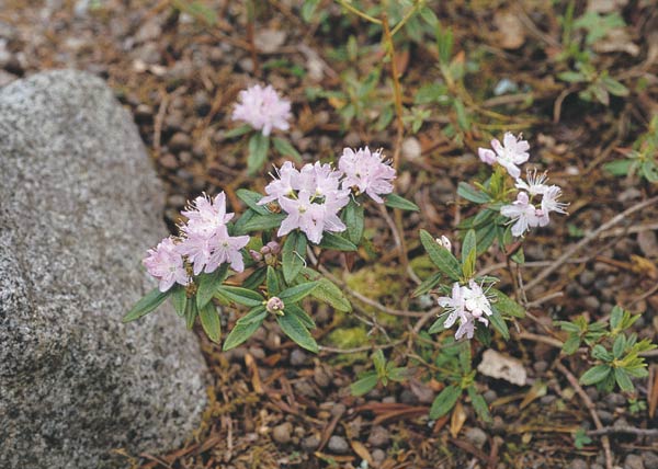 Hybrid between
L. palustre ssp. diversipilosum and R. russatum