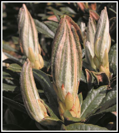 Rhododendron roxieanum