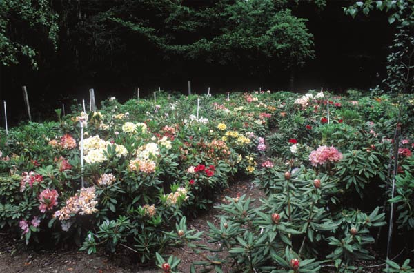 Seedlings in the author's garden