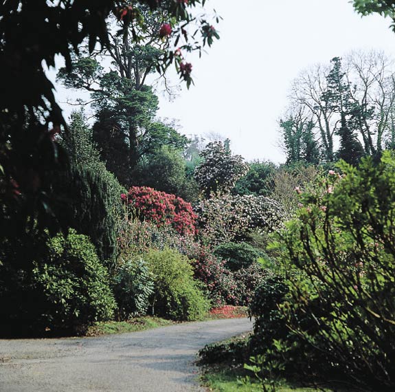 Looking from the
House down the Main Drive