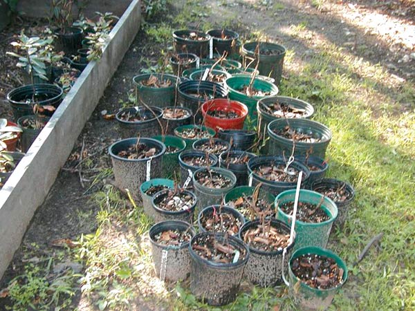 The skeleton remains of
formally healthy plants.