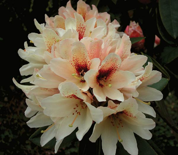 R. 'Starbright Champagne'