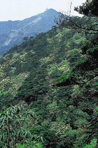 Cangshan forest
with R. lacteum