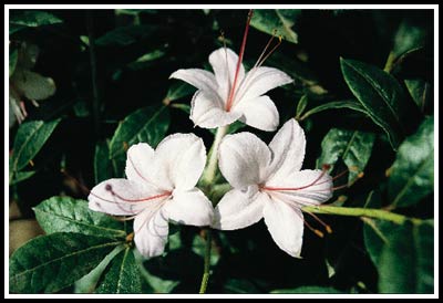 R. 'Mountain Creek White'