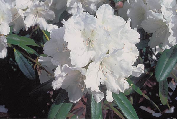 R. 'Minas Snow'