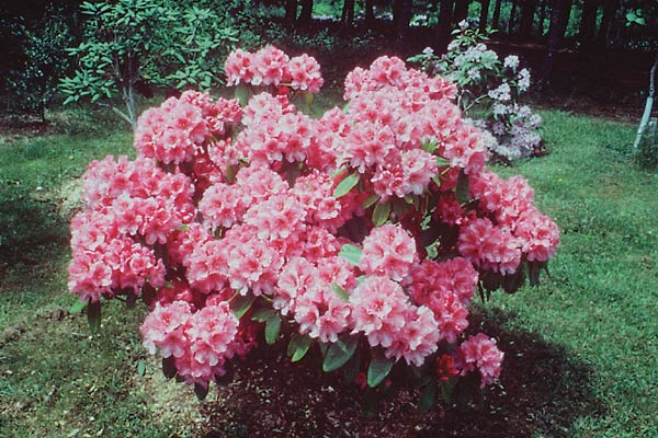 R. 'Acadia'