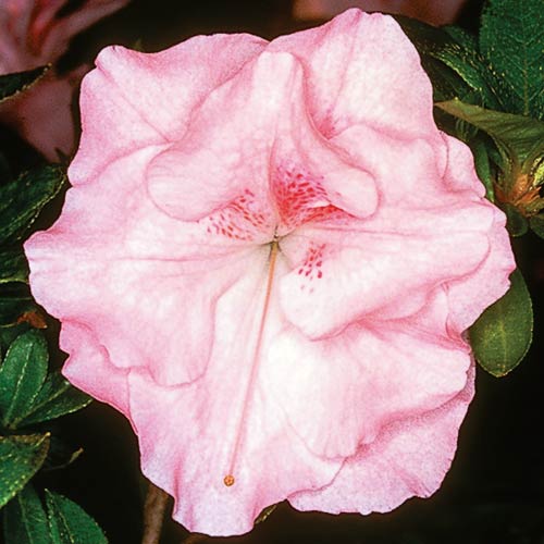 R. 'Nancy of Robinhill'