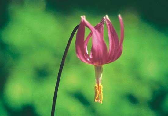 Erythronium revolutum