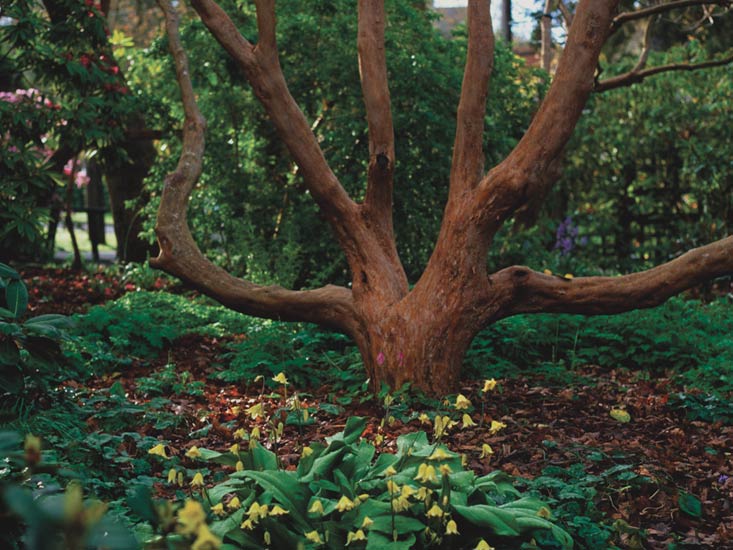 The trunk of R. thomsonii
and erythroniums at the Abkhazi garden.