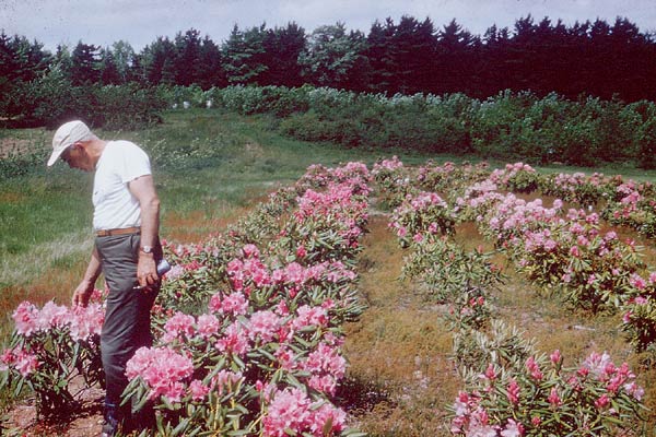 George Swain with 1958 Kentville crosses