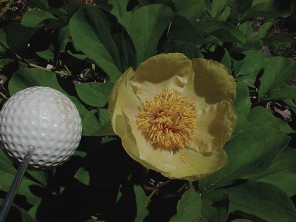 Paeonia mlokosewitschii