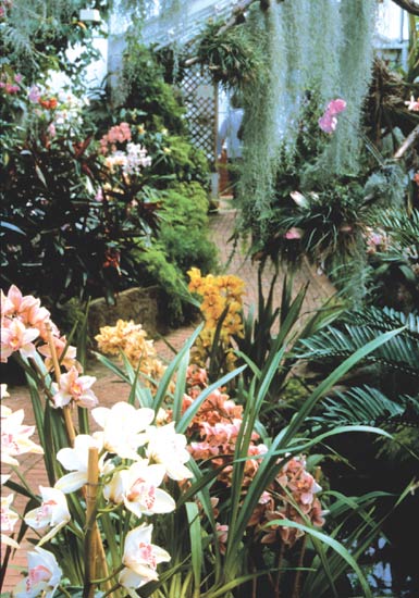 The Orchid House