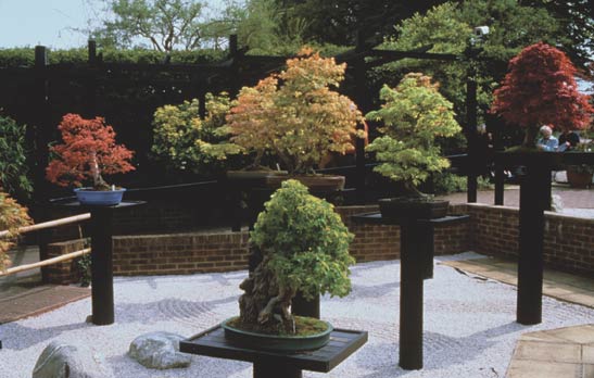 The Bonsai Collection