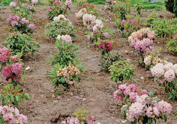 The author's seedling bed