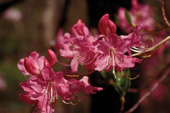 Red-flowered R. vaseyi