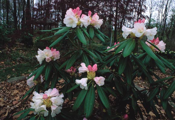 R. hyperythrum x R. degronianum ssp.
heptamerum.