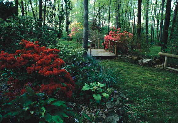 Angel Garden with azalea
'Girard’s Hot Shot’